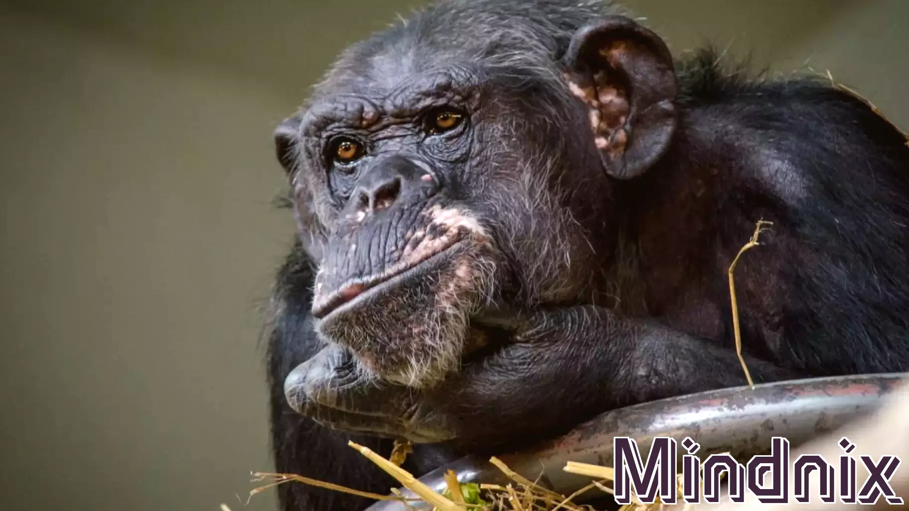 Do Experienced Chimpanzees Influence Research Outcomes?