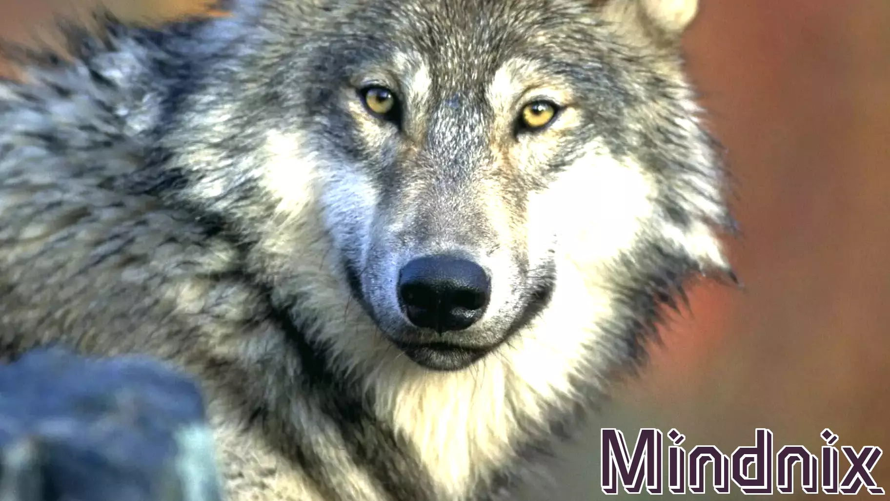 Rethinking the Metaphor: Wolves and Authoritarianism