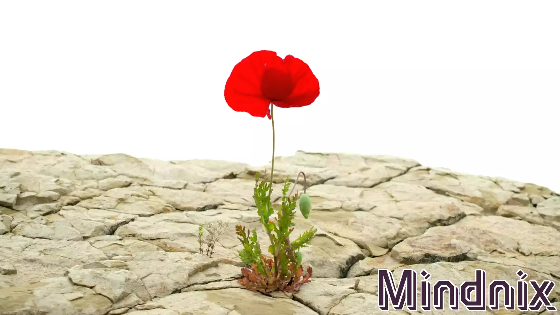 Understanding the Key Characteristics of Resilient Individuals