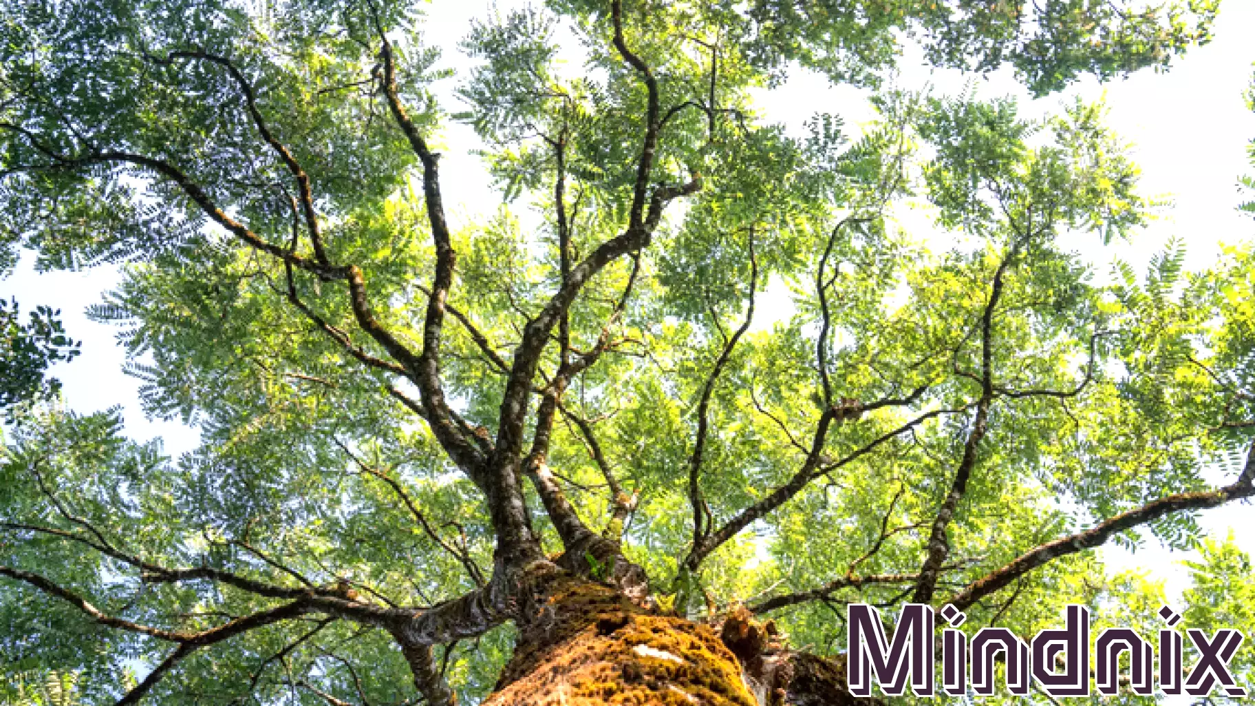 Upcoming Journal to Explore Environmental Psychology's Future