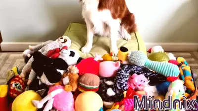 Study Reveals Gifted Dogs Understand Words Through Functionality