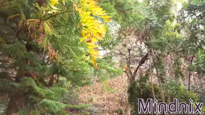 The Healing Power of Nature: A Natural Remedy for Modern Stress