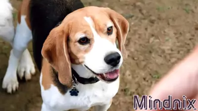The Inhumane Reality of Breeding Dogs for Research Purposes
