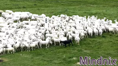 The Value of Embracing Average