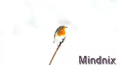 Understanding Personality Traits for Thoughtful Christmas E-Cards